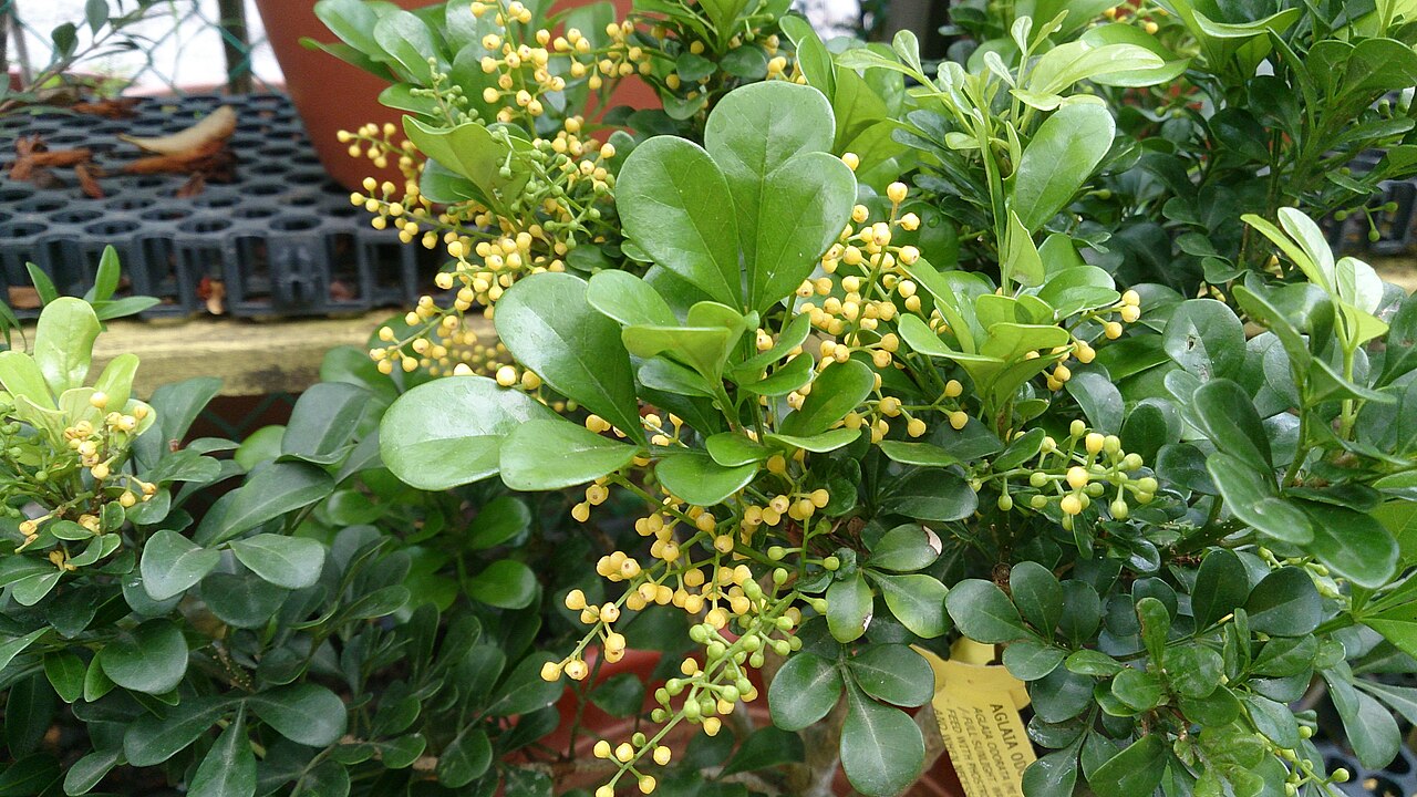 Perfume Tree